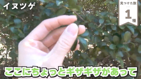1種類目イヌツゲ