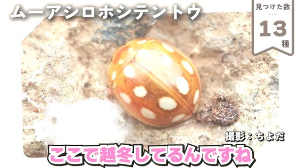 13テントウ虫