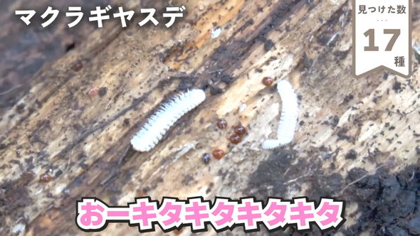 17まくらぎヤスデ