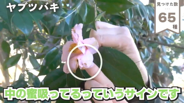 65ヤブツバキ