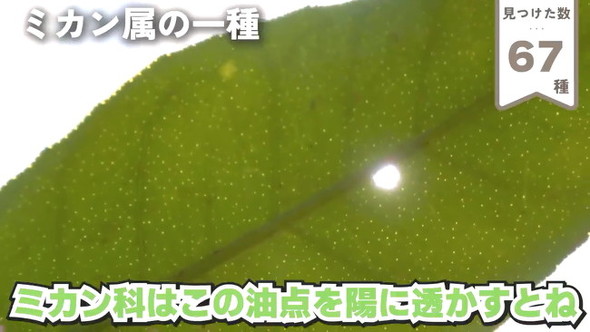 67油点