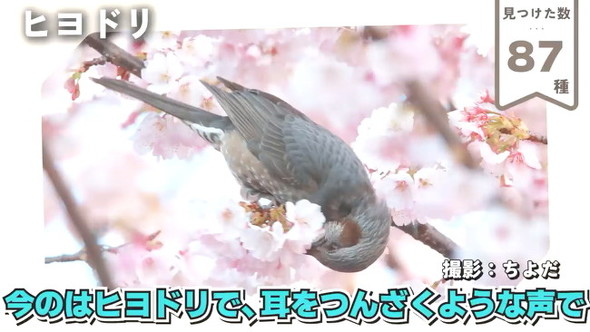 87ヒヨドリ