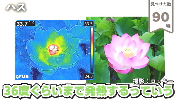 90ハス