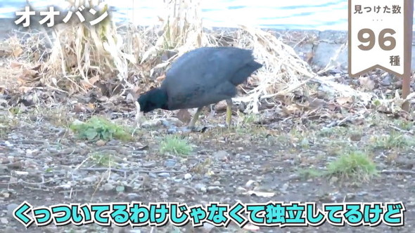96おおばん
