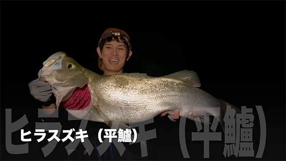 ヒラスズキ