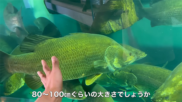 水族館のアカメ