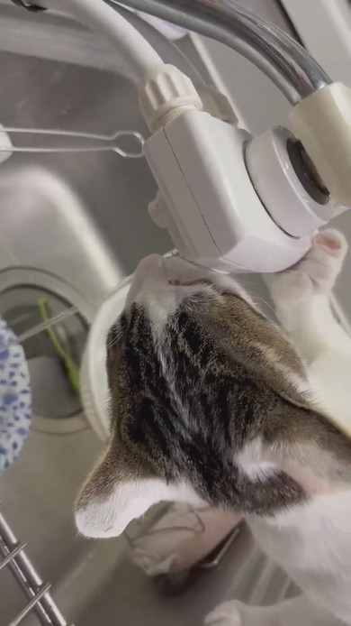 蛇口から水を飲む猫ちゃん