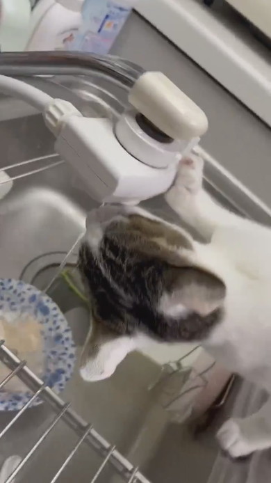 蛇口から水を飲む猫ちゃん