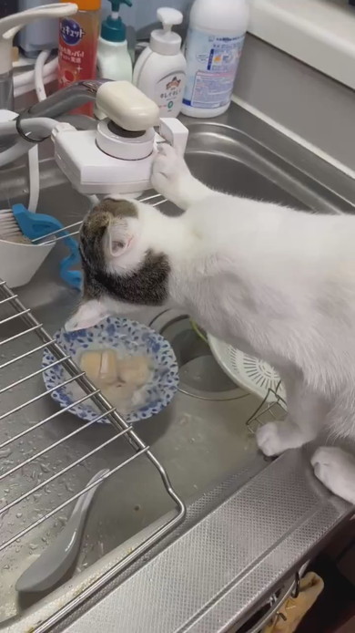 蛇口から水を飲む猫ちゃん