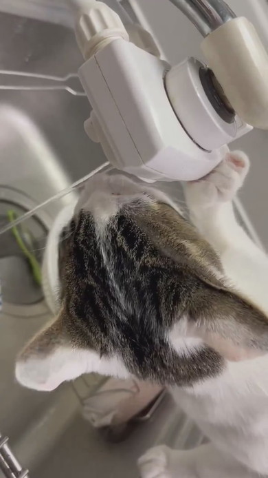 蛇口から水を飲む猫ちゃん