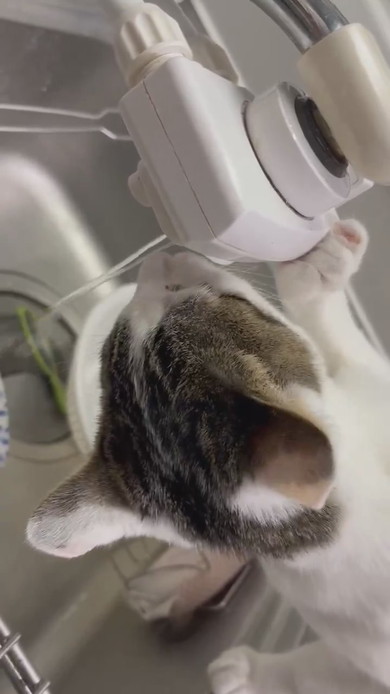 蛇口から水を飲む猫ちゃん