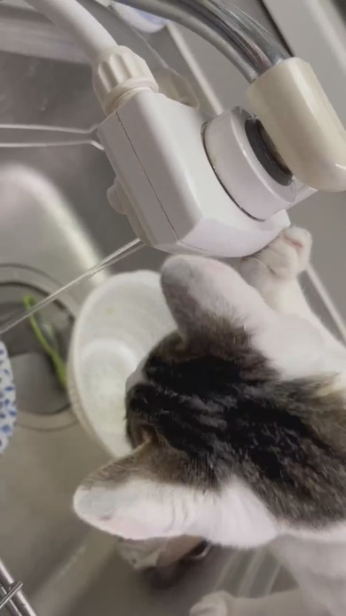 蛇口から水を飲む猫ちゃん