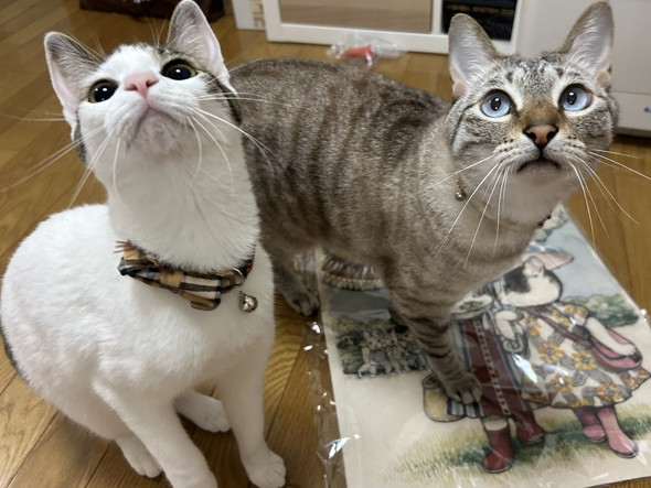 見上げる2匹の猫ちゃん