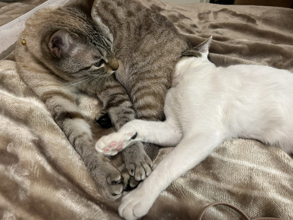 くつろぐ2匹の猫ちゃん