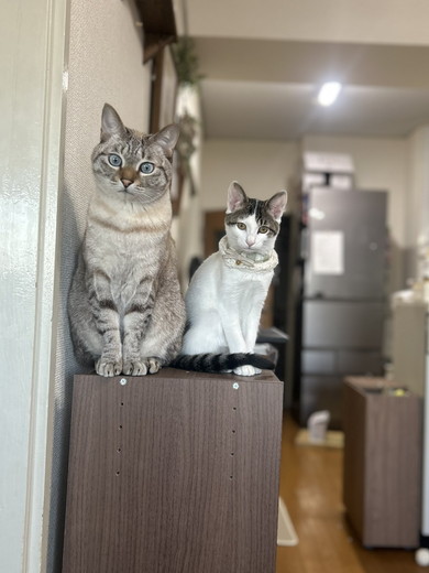 見つめる猫ちゃん