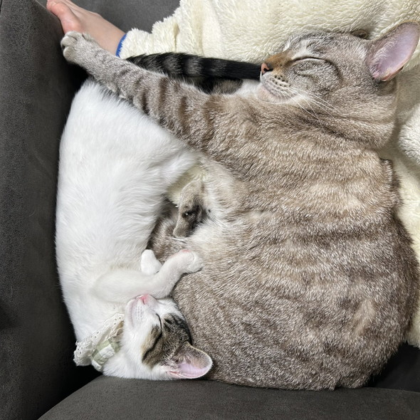 くっついて寝る猫ちゃん