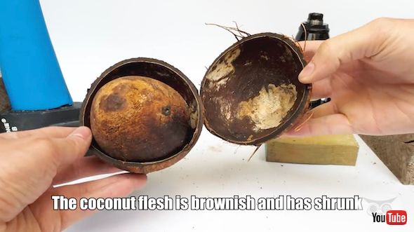 購入後670日経過したココナッツ