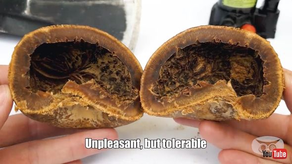 購入後670日経過したココナッ