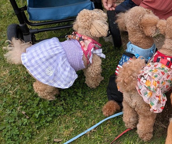 トイプードルに混ざる柴ワンコの姿