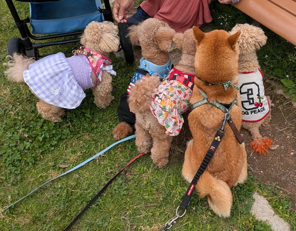 トイプードルに混ざる柴ワンコの姿