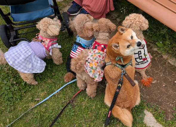 トイプードルに混ざる柴ワンコの姿