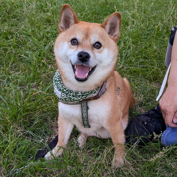 座っている柴ワンコの姿