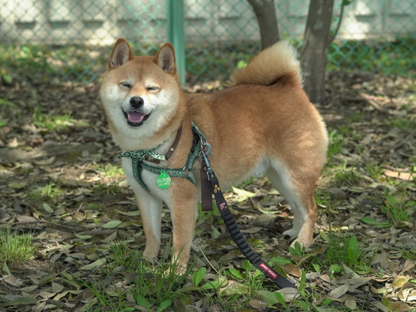 笑顔の柴ワンコの姿