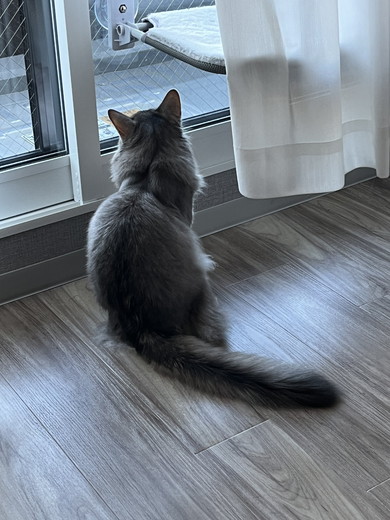 窓の外を見るソマリの猫ちゃん