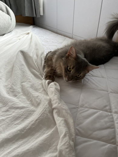 ゴロゴロするソマリの猫ちゃん