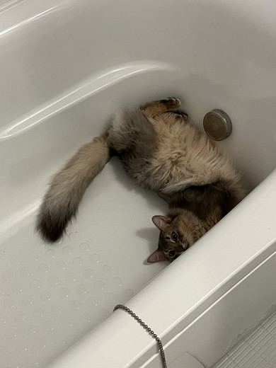 浴槽でくつろぐソマリの猫ちゃん