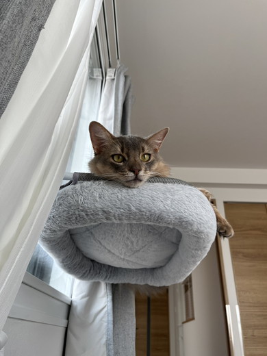 くつろぐソマリの猫ちゃん