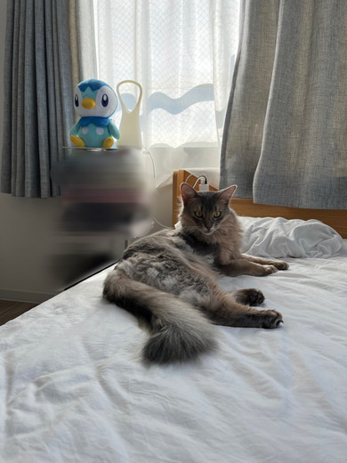 ベッドの上でくつろぐソマリの猫ちゃん