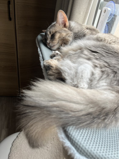 眠るソマリの猫ちゃん