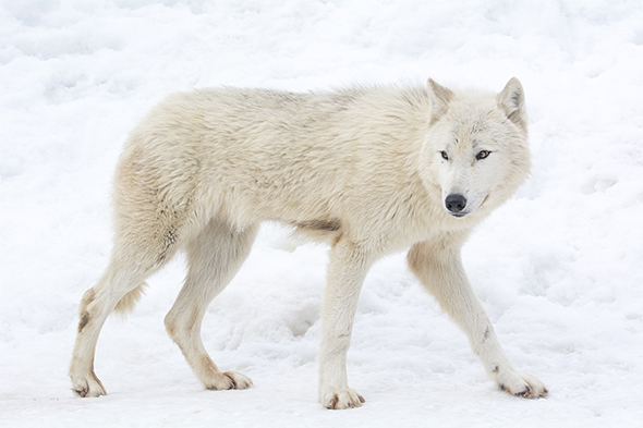 年賀状の書き間違い