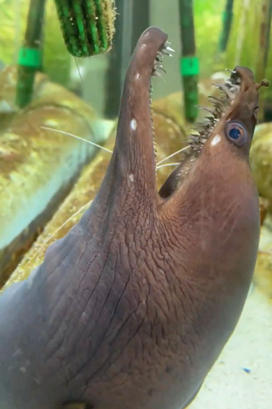 お口を掃除されてえずくウツボ