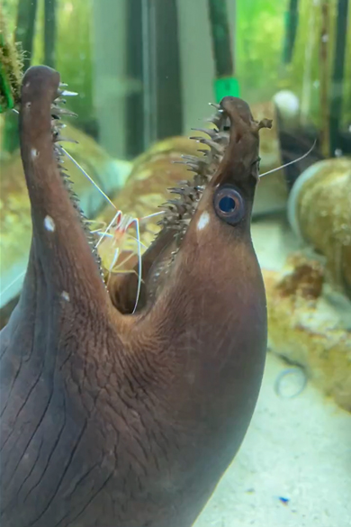 お口を掃除されてえずくウツボ