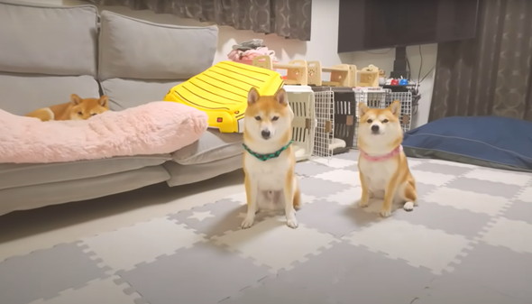 兄柴に怒られてしまった子柴