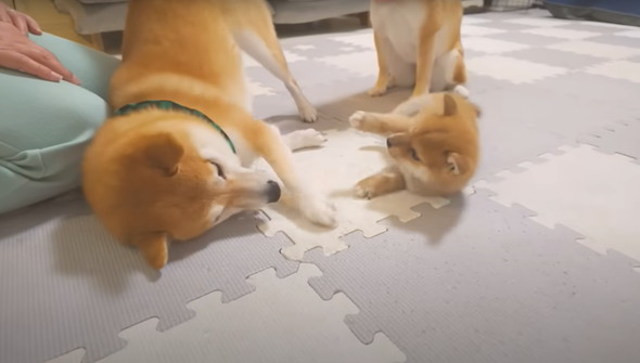 兄柴に怒られてしまった子柴