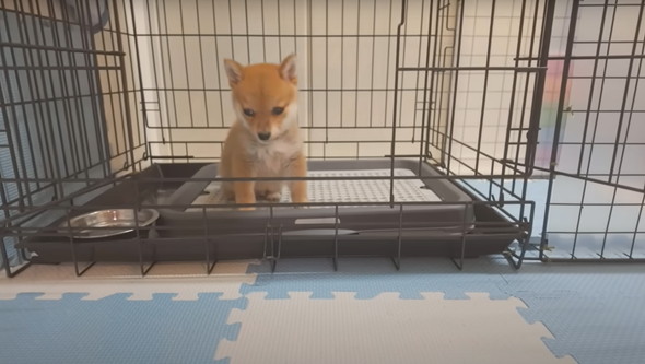 兄柴に怒られてしまった子柴