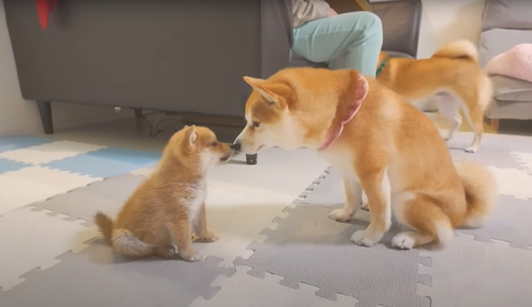 兄柴に怒られてしまった子柴