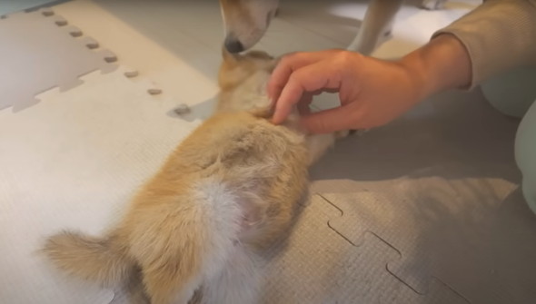 兄柴に怒られてしまった子柴