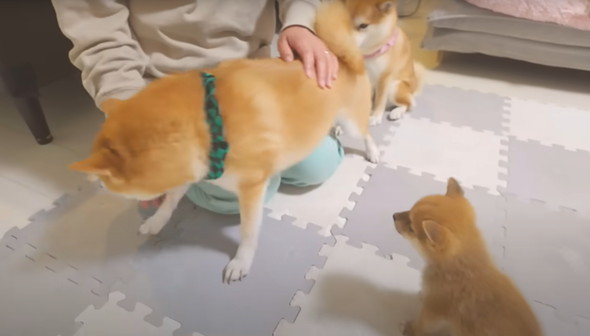 兄柴に怒られてしまった子柴