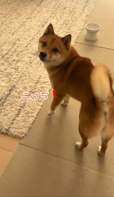 飼い主を呼ぶワンコ