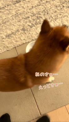 飼い主を呼ぶワンコ