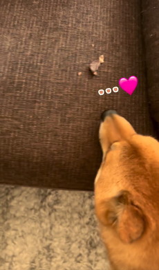 飼い主を呼ぶワンコ