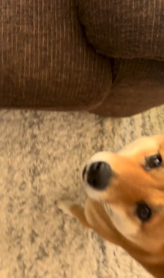 飼い主を呼ぶワンコ