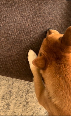 飼い主を呼ぶワンコ