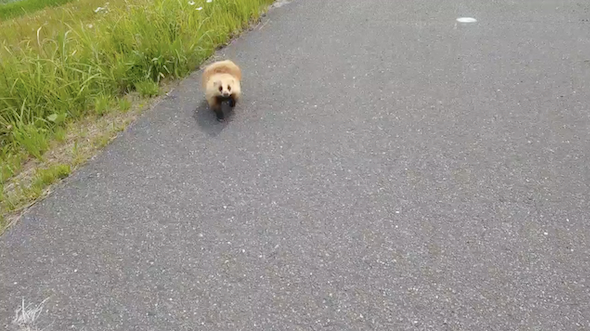 謎生物との遭遇