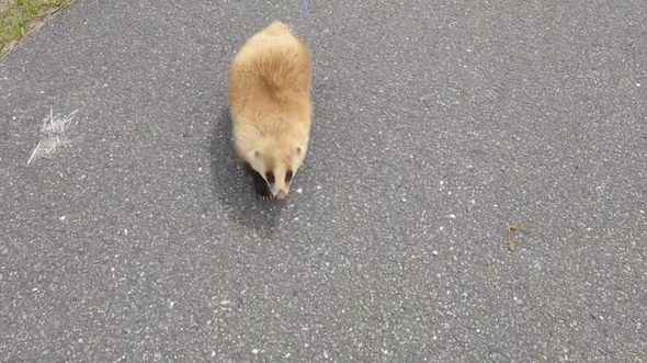 謎生物との遭遇