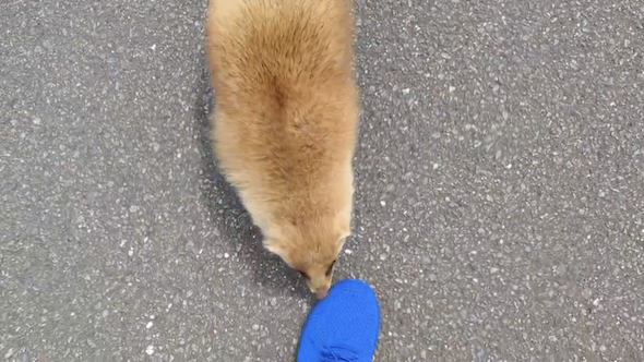 謎生物との遭遇